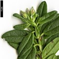 SpeciesSub: subsp. grandiflorum